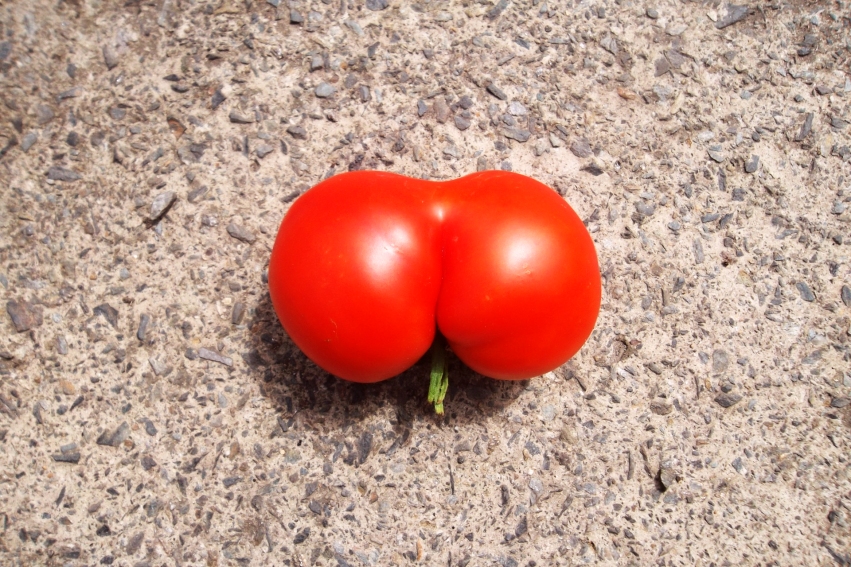 Tomato Popo